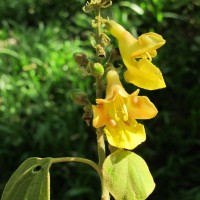 Gmelina arborea Roxb. ex Sm.